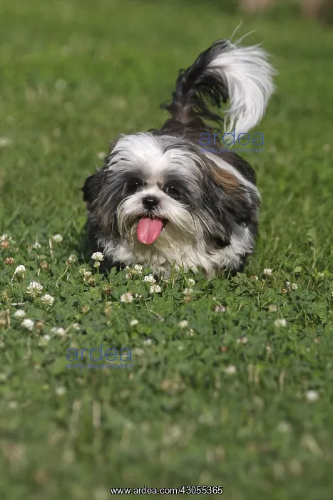 : Shih Tzu Puppy pulling the tongue lying on a lawn : Shih Tzu Puppy pulling the tongue lying on a lawn