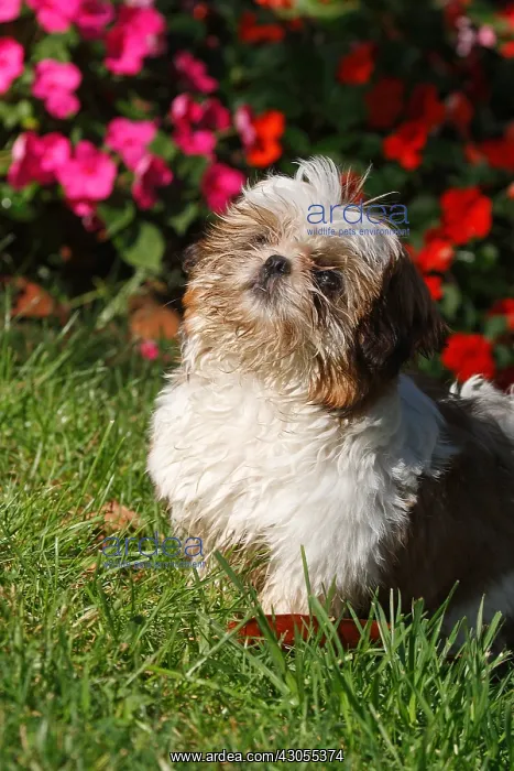 : Shih Tzu puppy sitting in front of Primrose summer France : Shih Tzu puppy sitting in front of Primrose summer France