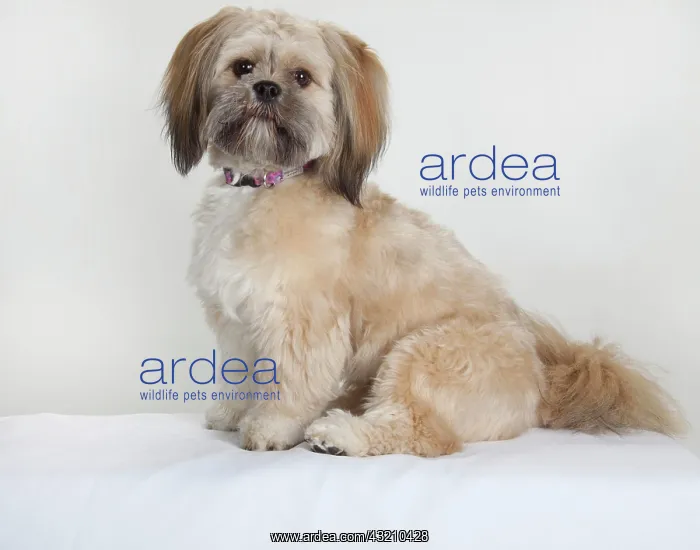 : Shih Tzu, Shitsu dog, sitting up alert : Shih Tzu, Shitsu dog, sitting up alert