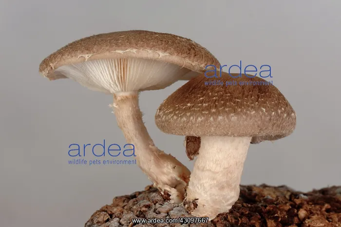 : Shiitake mushrooms : Shiitake mushrooms
