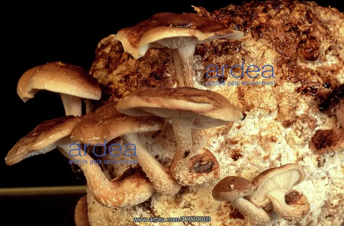 : Shiitake Mushrooms : Shiitake Mushrooms