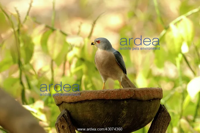 : Shikra (Accipiter badius) perched on a clay bowl filled with water in garden : Shikra (Accipiter badius) perched on a clay bowl filled with water in garden