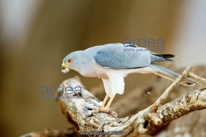 : Shikra (Accipiter badius) consuming a small bird on a branch it has killed : Shikra (Accipiter badius) consuming a small bird on a branch it has killed