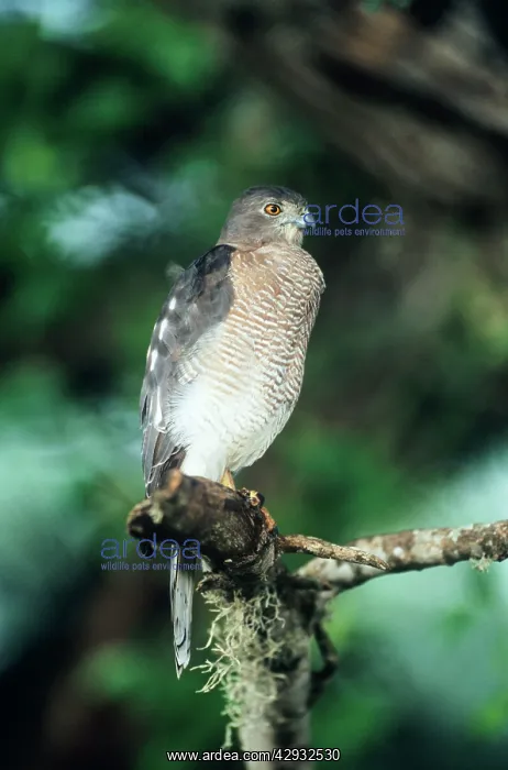 : Shikra GOSHAWK - Distribution Asia, Africa and Sri Lanka : Shikra GOSHAWK - Distribution Asia, Africa and Sri Lanka