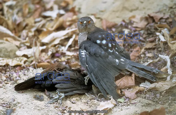: SHIKRA GOSHAWK - with prey : SHIKRA GOSHAWK - with prey