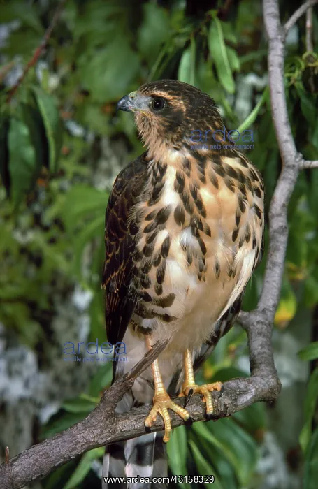 : Shikra hawk : Shikra hawk
