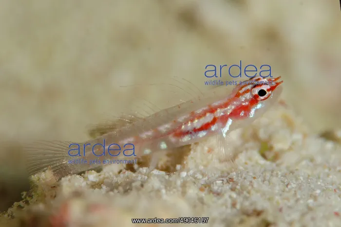 : Shimada's Pygmygoby : Shimada's Pygmygoby