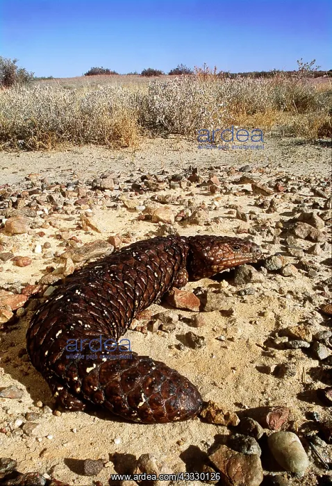 : SHINGLE-BACK SKINK / Lizard : SHINGLE-BACK SKINK / Lizard