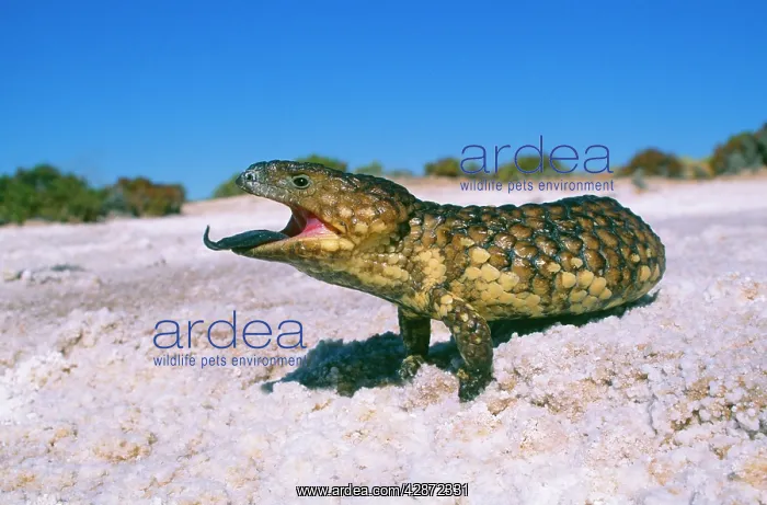 : Shingle-Back SKINK / Lizard - with mouth open and tongue out : Shingle-Back SKINK / Lizard - with mouth open and tongue out