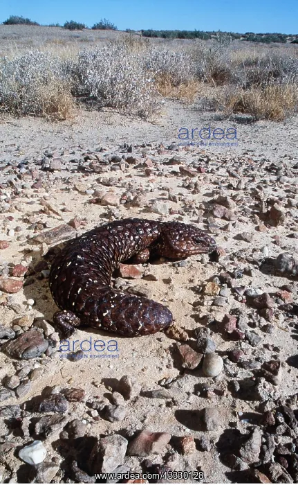 : Shingle-Backed Skink / Lizard : Shingle-Backed Skink / Lizard