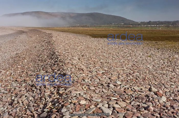 : Shingle bank at Porlock Bay, spreading inland as : Shingle bank at Porlock Bay, spreading inland as