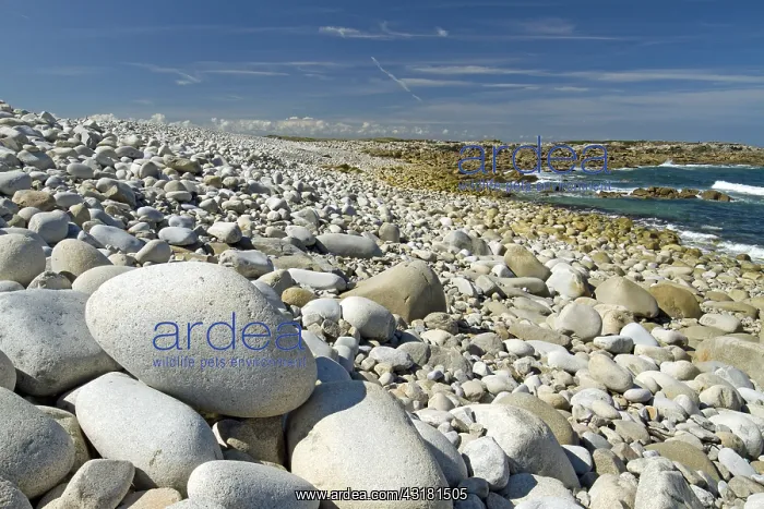: Shingle beach, Great island, Pleumeur-Bodou, C&, x134973;-d'A : Shingle beach, Great island, Pleumeur-Bodou, C&, x134973;-d'A