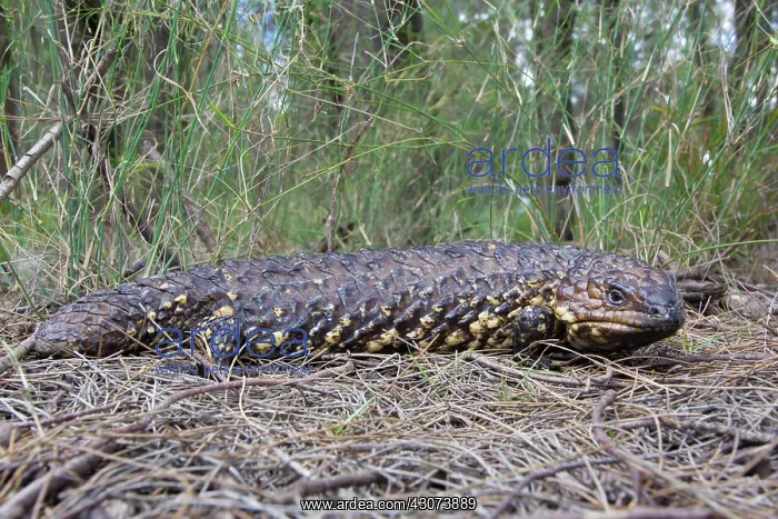  : Shingleback Lizard