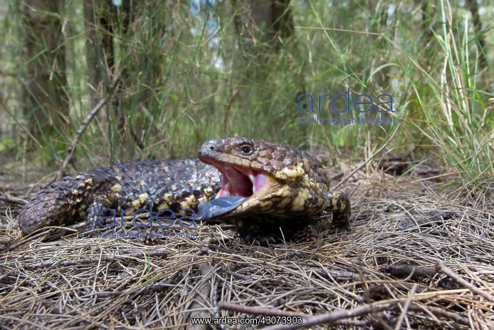 : Shingleback Lizard : Shingleback Lizard