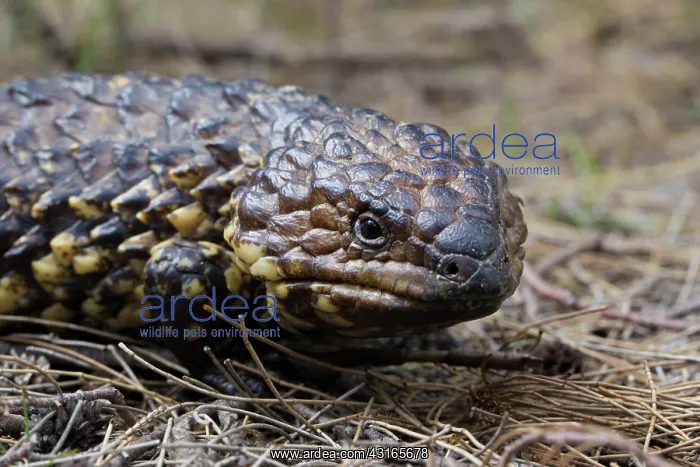 : Shingleback Lizard : Shingleback Lizard