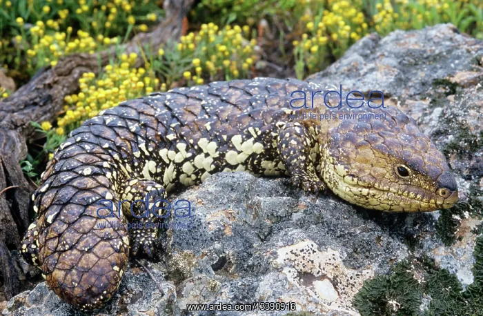 : Shingleback / Pincone / Sleepy LIZARD / Bobtail : Shingleback / Pincone / Sleepy LIZARD / Bobtail