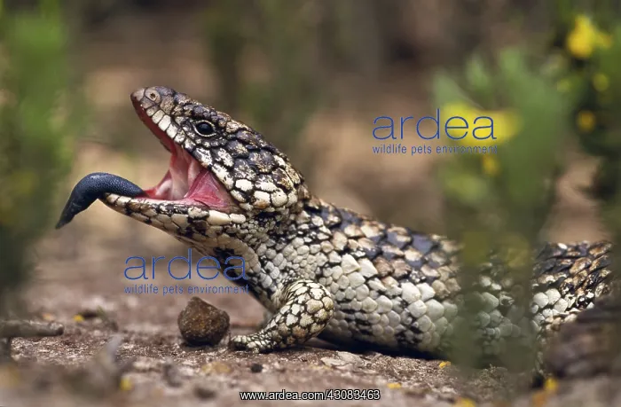 : Shingleback Skink : Shingleback Skink