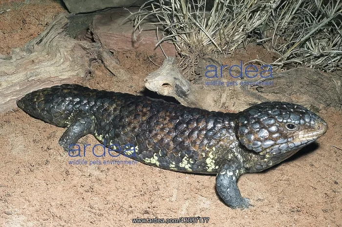 : Shingleback Skink : Shingleback Skink