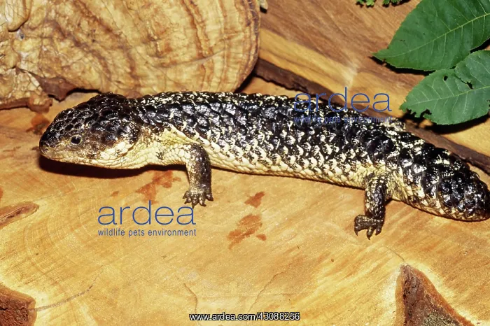 : Shingleback Skink : Shingleback Skink