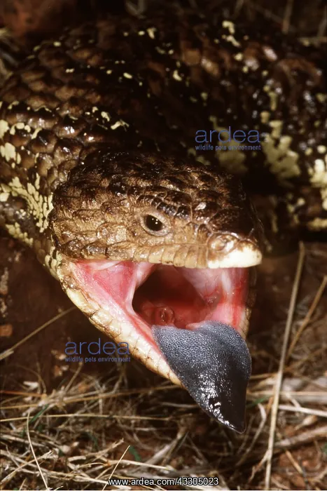 : SHINGLEBACK SKINK / Lizard - with open mouth, showing tongue : SHINGLEBACK SKINK / Lizard - with open mouth, showing tongue