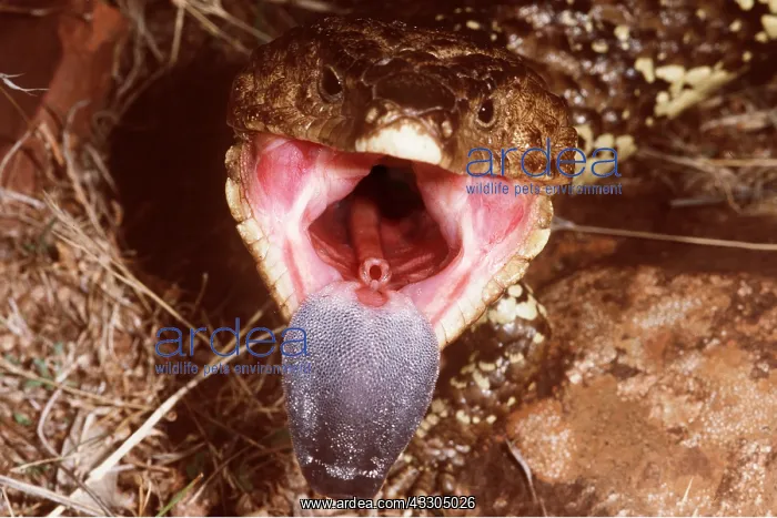 : SHINGLEBACK SKINK / Lizard - with open mouth, showing tongue : SHINGLEBACK SKINK / Lizard - with open mouth, showing tongue