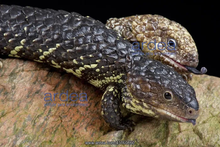 : Shingleback skink (Tiliqua rugosa rugosa) : Shingleback skink (Tiliqua rugosa rugosa)