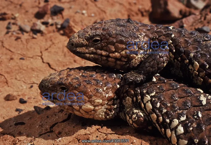 : Shingleback Skinks : Shingleback Skinks