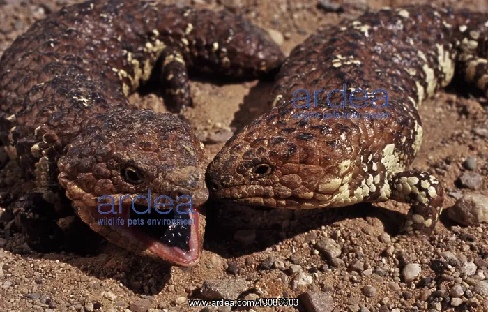 : Shingleback Skinks : Shingleback Skinks