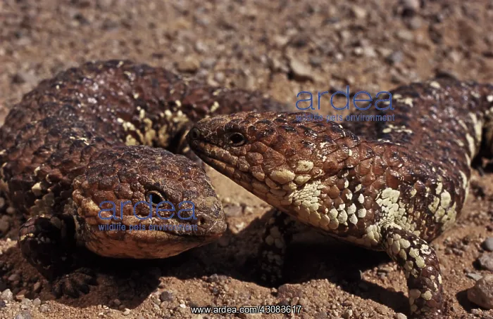 : Shingleback Skinks : Shingleback Skinks