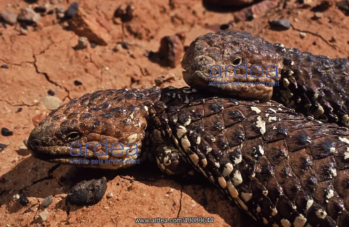 : Shingleback Skinks : Shingleback Skinks
