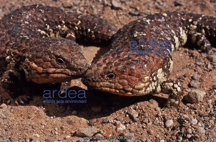 : Shingleback Skinks : Shingleback Skinks