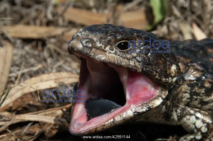 : Shingleback - threat display - found in dry open habitats of : Shingleback - threat display - found in dry open habitats of