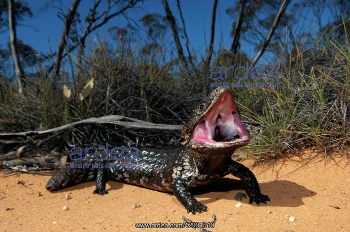 : Shingleback - threat display - found in dry open habitats of : Shingleback - threat display - found in dry open habitats of