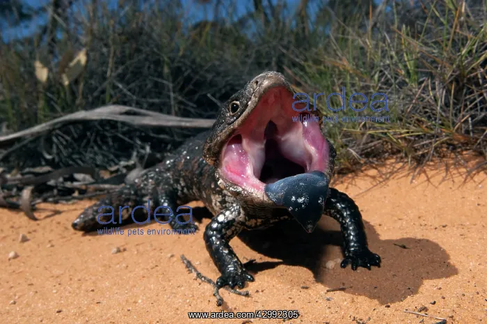 : Shingleback - threat display - found in dry open habitats of : Shingleback - threat display - found in dry open habitats of