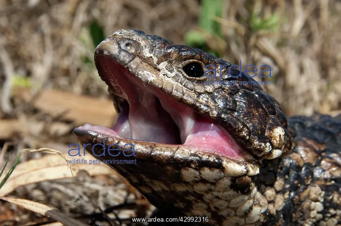 : Shingleback - threat display - found in dry open habitats of : Shingleback - threat display - found in dry open habitats of