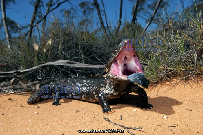 : Shingleback - threat display - found in dry open habitats of : Shingleback - threat display - found in dry open habitats of