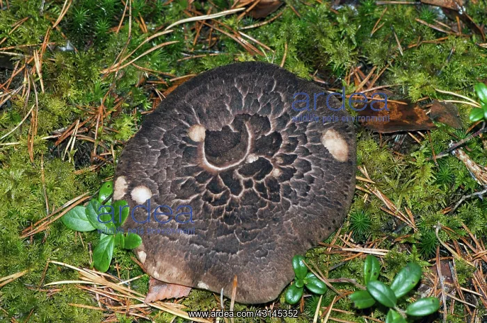 : Shingled Hedgehog Fungus : Shingled Hedgehog Fungus