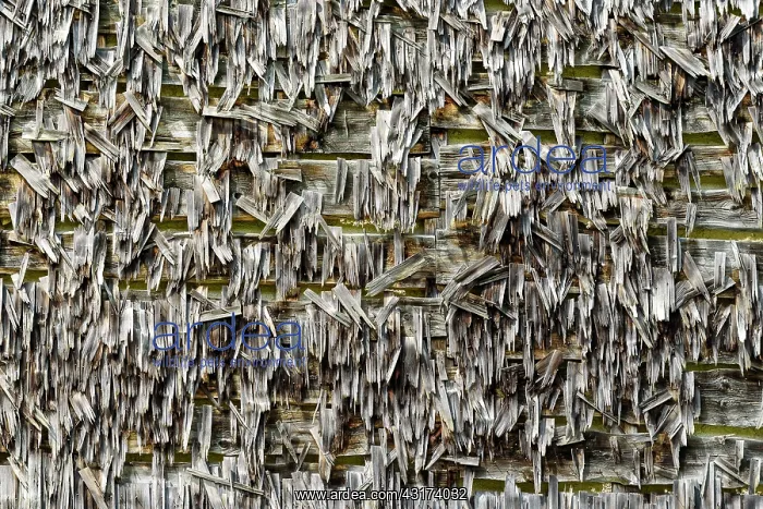 : Shingles in spruce on the wall of a farm Jura, the : Shingles in spruce on the wall of a farm Jura, the