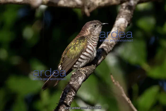  : Shining Bronze Cuckoo