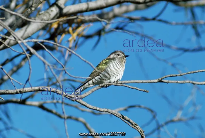 : Shining Bronze / Golden Bronze / Broad-billed Cuckoo : Shining Bronze / Golden Bronze / Broad-billed Cuckoo