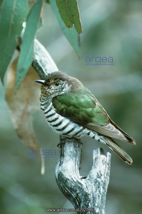 : Shining Bronze / Golden Bronze / Broad-billed Cuckoo : Shining Bronze / Golden Bronze / Broad-billed Cuckoo