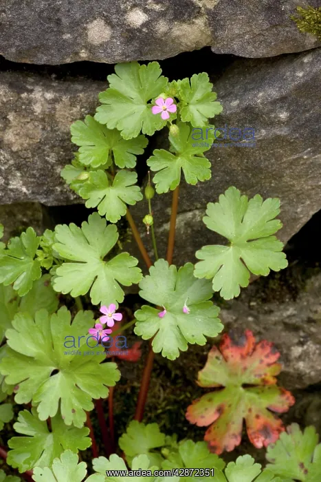 : Shining cranesbill in flower : Shining cranesbill in flower