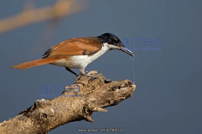 : Shining Flycatcher - female foraging at the end of a branch : Shining Flycatcher - female foraging at the end of a branch