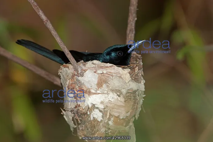 : Shining Flycatcher - male incubating on nest : Shining Flycatcher - male incubating on nest