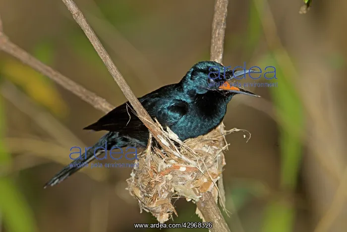 : Shining Flycatcher - male nest building : Shining Flycatcher - male nest building