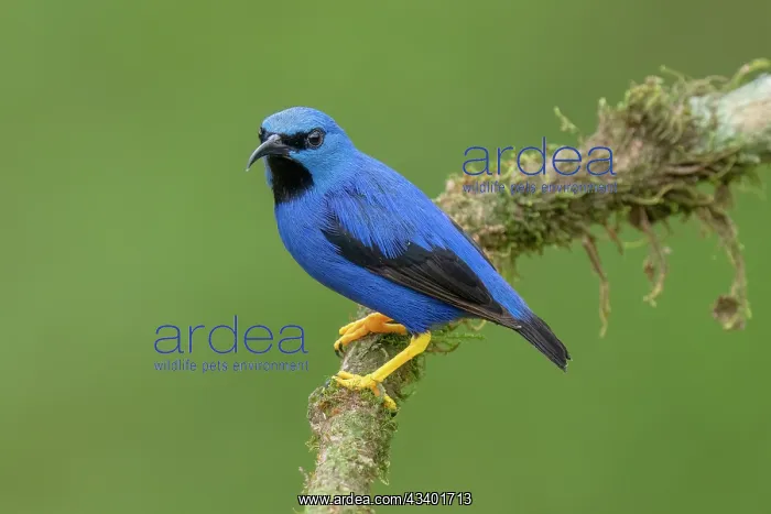 : Shining Honey-creeper, Cyanerpes lucidus : Shining Honey-creeper, Cyanerpes lucidus
