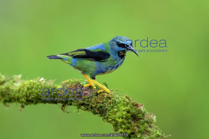 : Shining Honey-creeper, Cyanerpes lucidus : Shining Honey-creeper, Cyanerpes lucidus