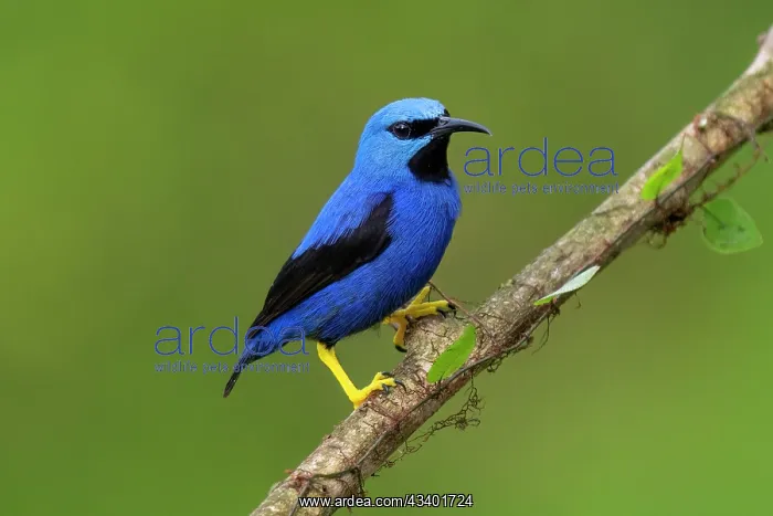 : Shining Honey-creeper, Cyanerpes lucidus : Shining Honey-creeper, Cyanerpes lucidus