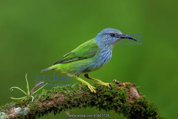 : Shining Honey-creeper, Cyanerpes lucidus : Shining Honey-creeper, Cyanerpes lucidus