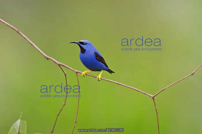 : Shining Honeycreeper - male : Shining Honeycreeper - male